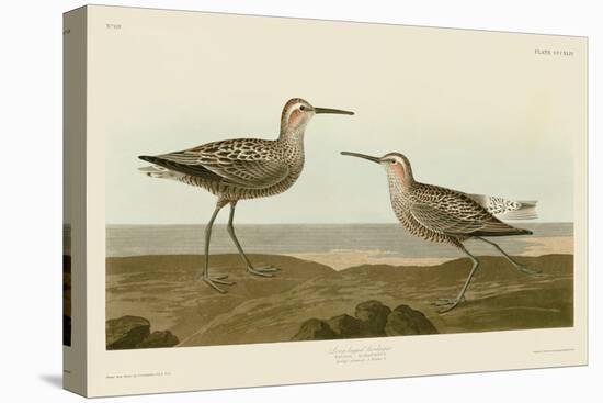 Long-Legged Sandpiper-John James Audubon-Stretched Canvas