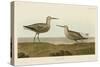 Long-Legged Sandpiper-John James Audubon-Stretched Canvas