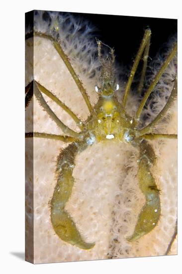 Long Legged Spider Crab, on Dead Man's Fingers, Loch Carron, Ross and Cromarty, Scotland, UK-Alex Mustard-Stretched Canvas