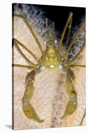 Long Legged Spider Crab, on Dead Man's Fingers, Loch Carron, Ross and Cromarty, Scotland, UK-Alex Mustard-Stretched Canvas