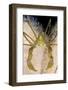 Long Legged Spider Crab, on Dead Man's Fingers, Loch Carron, Ross and Cromarty, Scotland, UK-Alex Mustard-Framed Photographic Print