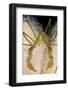 Long Legged Spider Crab, on Dead Man's Fingers, Loch Carron, Ross and Cromarty, Scotland, UK-Alex Mustard-Framed Photographic Print