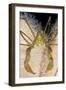 Long Legged Spider Crab, on Dead Man's Fingers, Loch Carron, Ross and Cromarty, Scotland, UK-Alex Mustard-Framed Photographic Print