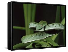 Long-Nose Vine Snake (Ahaetulla Prasina), in Captivity, from Southeast Asia, Asia-James Hager-Framed Stretched Canvas