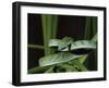 Long-Nose Vine Snake (Ahaetulla Prasina), in Captivity, from Southeast Asia, Asia-James Hager-Framed Photographic Print