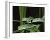 Long-Nose Vine Snake (Ahaetulla Prasina), in Captivity, from Southeast Asia, Asia-James Hager-Framed Photographic Print