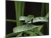 Long-Nose Vine Snake (Ahaetulla Prasina), in Captivity, from Southeast Asia, Asia-James Hager-Mounted Photographic Print