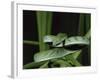 Long-Nose Vine Snake (Ahaetulla Prasina), in Captivity, from Southeast Asia, Asia-James Hager-Framed Photographic Print