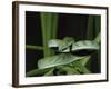 Long-Nose Vine Snake (Ahaetulla Prasina), in Captivity, from Southeast Asia, Asia-James Hager-Framed Photographic Print