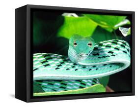 Long-nose Vine Snake, Native to SE Asia-David Northcott-Framed Stretched Canvas