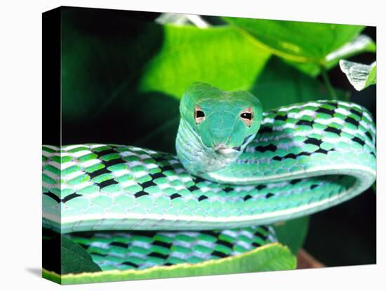 Long-nose Vine Snake, Native to SE Asia-David Northcott-Stretched Canvas