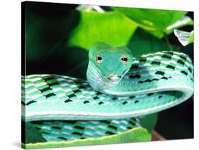 Long-nose Vine Snake, Native to SE Asia-David Northcott-Stretched Canvas