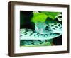 Long-nose Vine Snake, Native to SE Asia-David Northcott-Framed Photographic Print