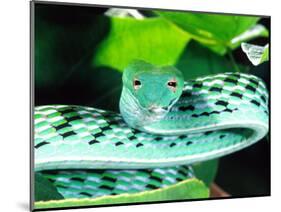 Long-nose Vine Snake, Native to SE Asia-David Northcott-Mounted Photographic Print