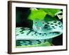 Long-nose Vine Snake, Native to SE Asia-David Northcott-Framed Photographic Print