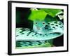 Long-nose Vine Snake, Native to SE Asia-David Northcott-Framed Photographic Print