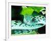 Long-nose Vine Snake, Native to SE Asia-David Northcott-Framed Photographic Print