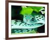 Long-nose Vine Snake, Native to SE Asia-David Northcott-Framed Photographic Print