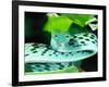 Long-nose Vine Snake, Native to SE Asia-David Northcott-Framed Photographic Print