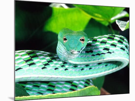 Long-nose Vine Snake, Native to SE Asia-David Northcott-Mounted Photographic Print