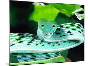 Long-nose Vine Snake, Native to SE Asia-David Northcott-Mounted Photographic Print