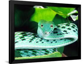 Long-nose Vine Snake, Native to SE Asia-David Northcott-Framed Photographic Print