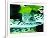 Long-nose Vine Snake, Native to SE Asia-David Northcott-Framed Photographic Print