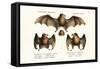 Long-Nosed Bat, 1824-Karl Joseph Brodtmann-Framed Stretched Canvas