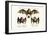 Long-Nosed Bat, 1824-Karl Joseph Brodtmann-Framed Giclee Print