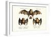 Long-Nosed Bat, 1824-Karl Joseph Brodtmann-Framed Giclee Print