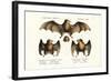 Long-Nosed Bat, 1824-Karl Joseph Brodtmann-Framed Giclee Print
