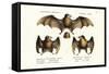 Long-Nosed Bat, 1824-Karl Joseph Brodtmann-Framed Stretched Canvas