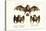 Long-Nosed Bat, 1824-Karl Joseph Brodtmann-Stretched Canvas