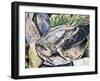 Long-Nosed Horned Frog or Malayan Horned Frog (Megophrys Nasuta), Megophryidae-null-Framed Giclee Print