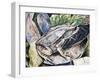 Long-Nosed Horned Frog or Malayan Horned Frog (Megophrys Nasuta), Megophryidae-null-Framed Giclee Print