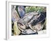 Long-Nosed Horned Frog or Malayan Horned Frog (Megophrys Nasuta), Megophryidae-null-Framed Giclee Print