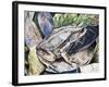 Long-Nosed Horned Frog or Malayan Horned Frog (Megophrys Nasuta), Megophryidae-null-Framed Giclee Print