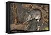 Long-Nosed Potaroo (Potorous Tridactylus) a Small Rodent Like Marsupial-Louise Murray-Framed Stretched Canvas