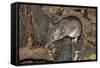 Long-Nosed Potaroo (Potorous Tridactylus) a Small Rodent Like Marsupial-Louise Murray-Framed Stretched Canvas