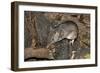 Long-Nosed Potaroo (Potorous Tridactylus) a Small Rodent Like Marsupial-Louise Murray-Framed Photographic Print