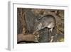 Long-Nosed Potaroo (Potorous Tridactylus) a Small Rodent Like Marsupial-Louise Murray-Framed Photographic Print