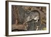 Long-Nosed Potaroo (Potorous Tridactylus) a Small Rodent Like Marsupial-Louise Murray-Framed Photographic Print