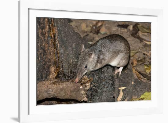 Long-Nosed Potaroo (Potorous Tridactylus) a Small Rodent Like Marsupial-Louise Murray-Framed Photographic Print