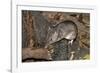 Long-Nosed Potaroo (Potorous Tridactylus) a Small Rodent Like Marsupial-Louise Murray-Framed Photographic Print