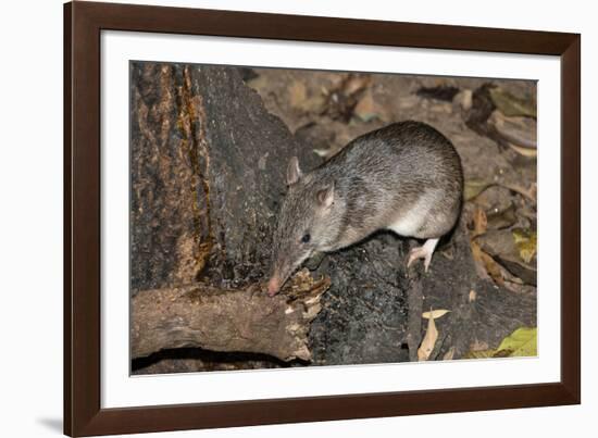 Long-Nosed Potaroo (Potorous Tridactylus) a Small Rodent Like Marsupial-Louise Murray-Framed Photographic Print