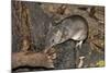 Long-Nosed Potaroo (Potorous Tridactylus) a Small Rodent Like Marsupial-Louise Murray-Mounted Photographic Print