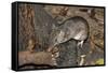 Long-Nosed Potaroo (Potorous Tridactylus) a Small Rodent Like Marsupial-Louise Murray-Framed Stretched Canvas