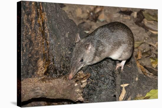 Long-Nosed Potaroo (Potorous Tridactylus) a Small Rodent Like Marsupial-Louise Murray-Stretched Canvas