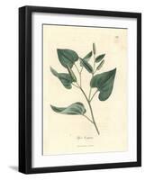 Long Pepper, Piper Longum-James Sowerby-Framed Giclee Print