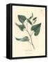 Long Pepper, Piper Longum-James Sowerby-Framed Stretched Canvas